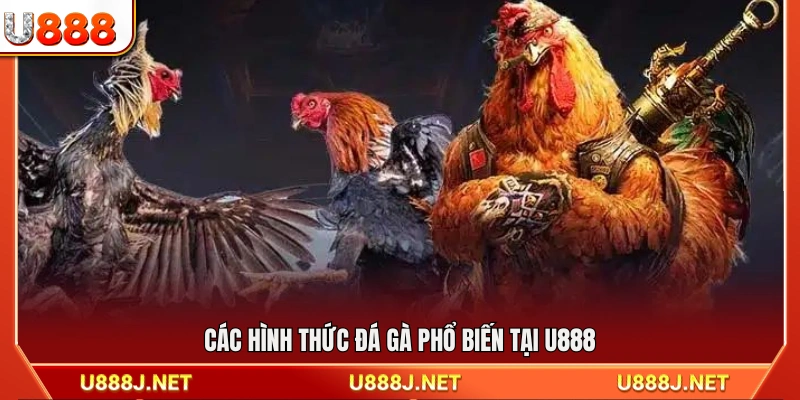 Những loại hình đá gà được ưa chuộng