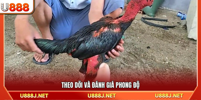 Quan sát và nhận định phong độ thi đấu